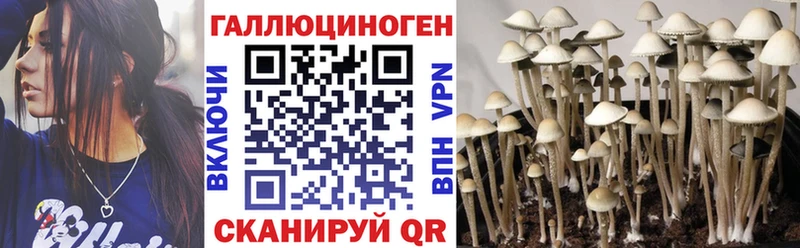 купить наркоту  Чегем  Псилоцибиновые грибы MAGIC MUSHROOMS 